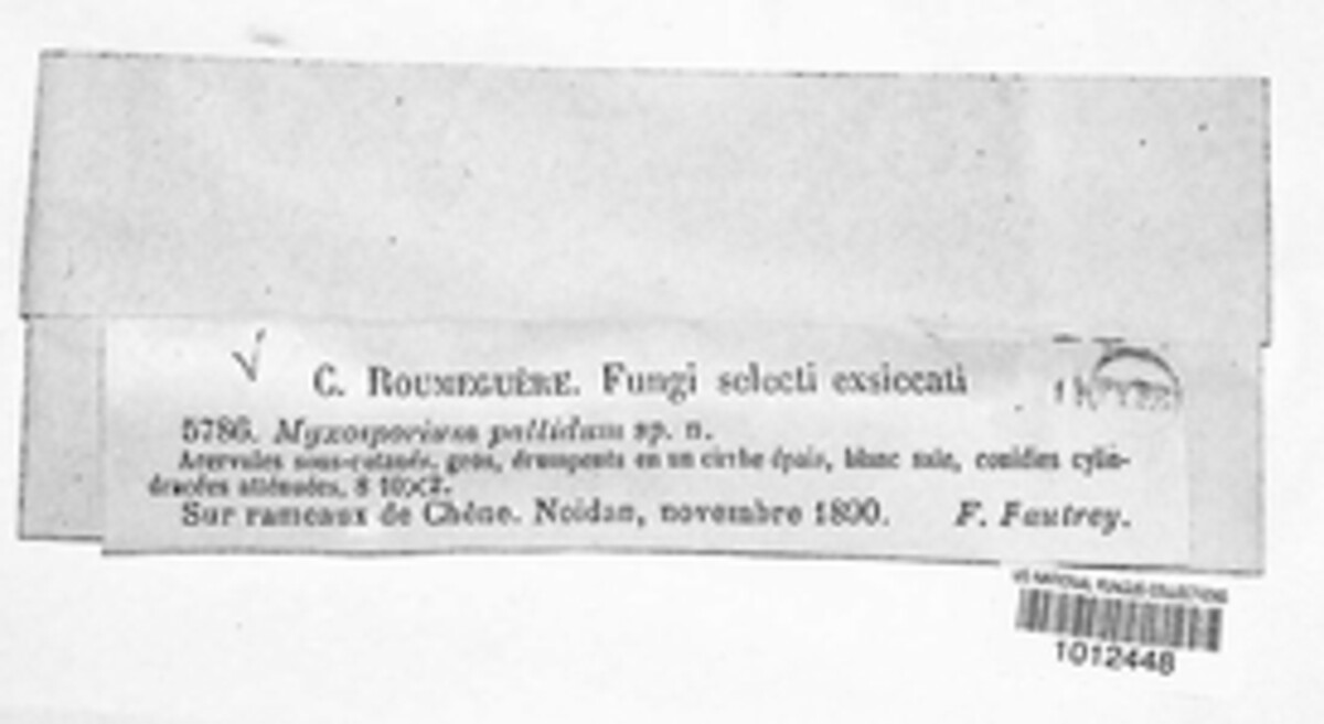 Myxosporium pallidum image